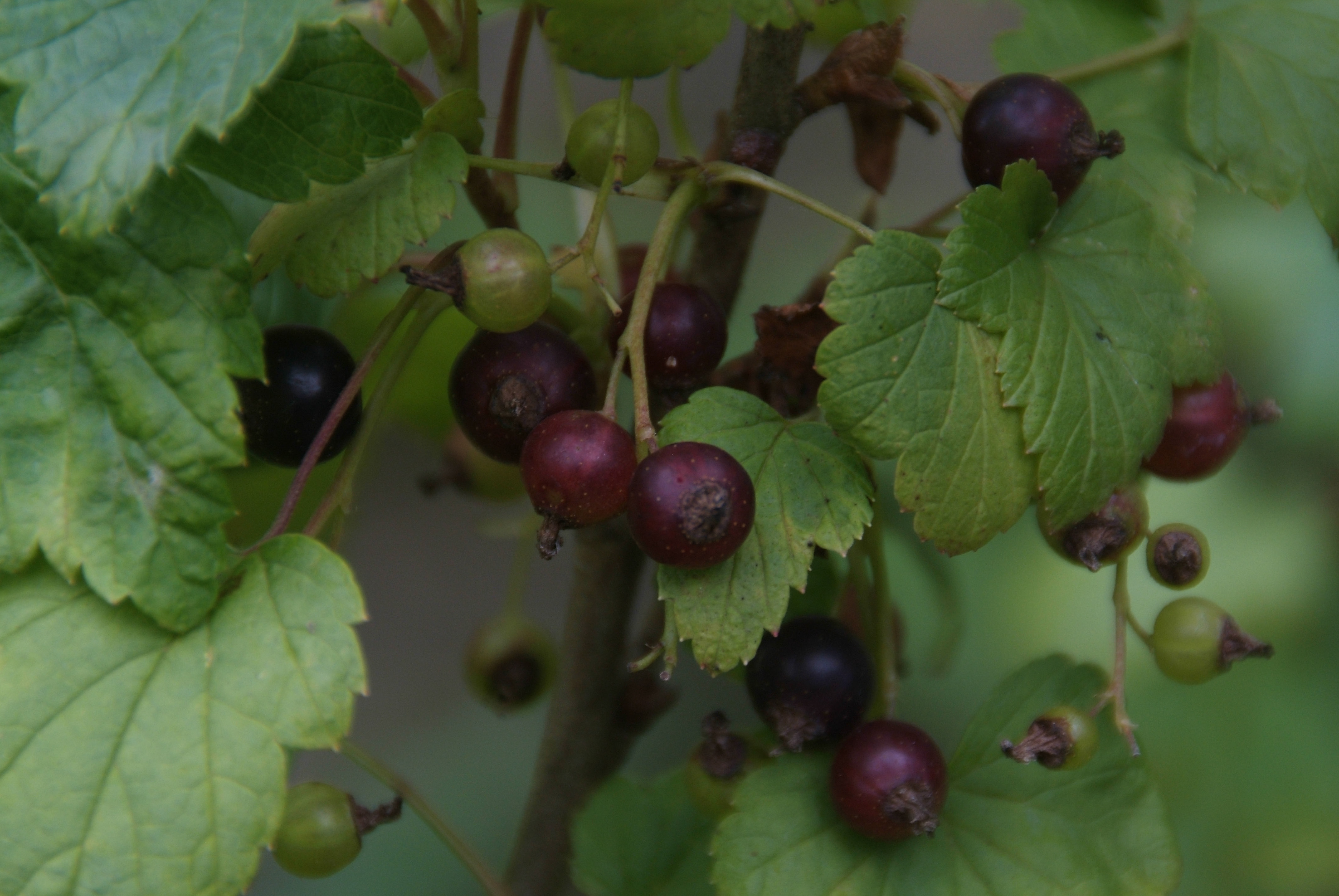 Ribes nigrum Zwarte bes bestellen